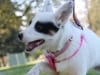 Pacific Northwest Tripawds Pawty