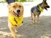 Chuy and Wyatt at Arizona Tripawds Party