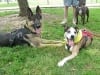 Wyatt and Trouble at Texas Tripawds Party