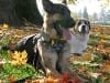 Three Legged Dogs Wyatt and Indi Meet in Portland