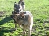 Codie Regulates Three Legged German Shepherd Pack