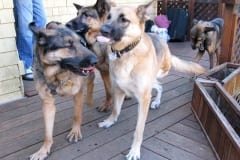 Oaktown Pack Tripawd German Shepherd Party