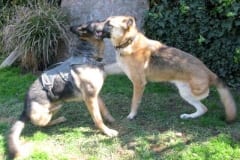 Wyatt and Travis Oaktown Pack German Shepherd Tripawds