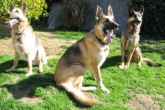 Wyat with Oaktown Pack pals Codie Rae and Travis