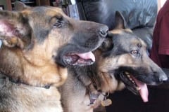 Wyatt and Austin Oaktown Pack German Shepherd Tripawds