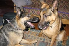 Wyatt and Austin Oaktown Pack German Shepherd Tripawds