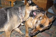 Wyatt and Austin Oaktown Pack German Shepherd Tripawds