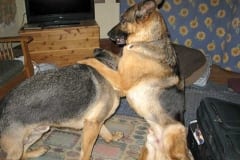 Wyatt and Austin Oaktown Pack German Shepherd Tripawds