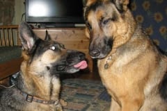 Wyatt and Austin Oaktown Pack German Shepherd Tripawds