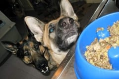 GSD Tripawds Travis and Wyatt want Just Food for Dogs