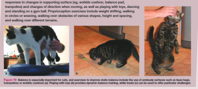 CatCoreStrength.png CatCoreStrength.png