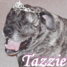 Tazzie