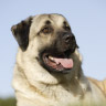 three legged anatolian shepherd cemil