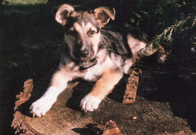 Puppy Jerry January 1999