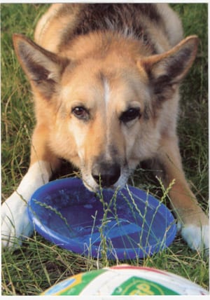 Ball Dawg August 2006