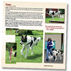 Tripawd Heroes Book Sample