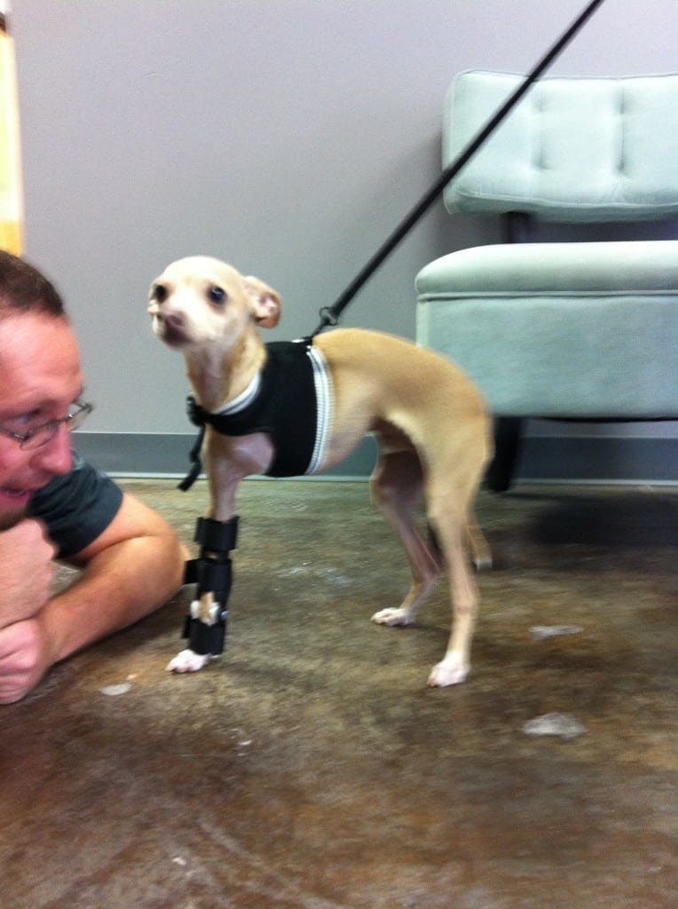 OrthoPets Front Leg Dog Prosthetic