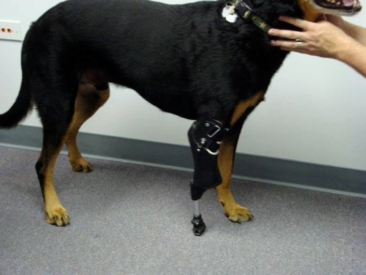 OrthoPets Fron Limb Dog Prosthetic