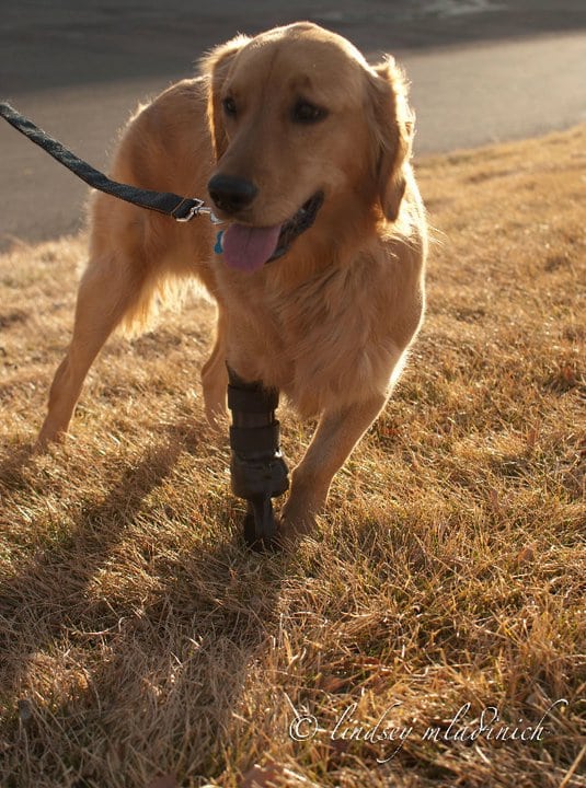 OrthoPets Golden Tripawd Prosthetic Device