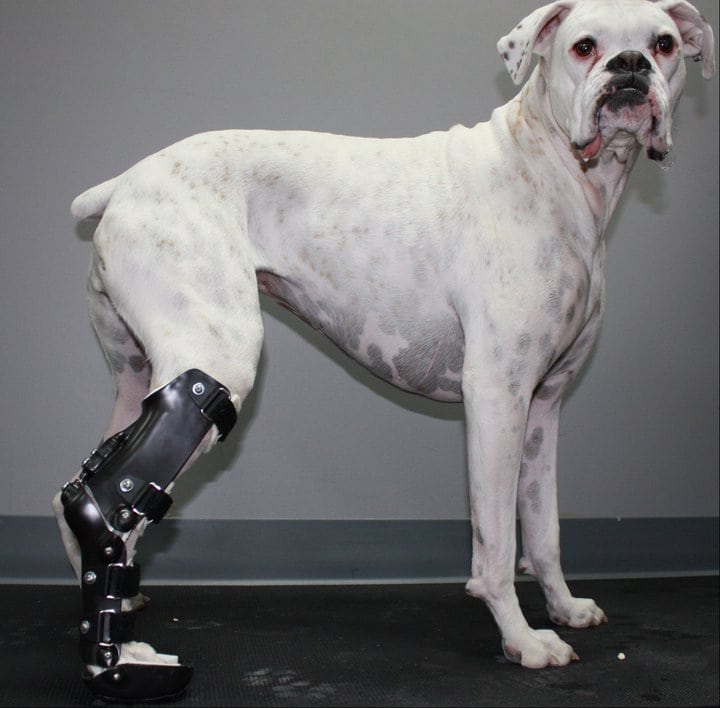 OrthoPets Hind Limb Prosthetic