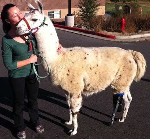 OrthoPets Llama Prosthetic