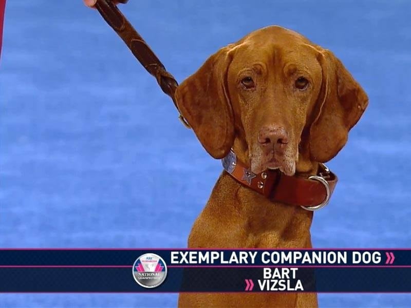 Vizsla national best sale dog show 2018