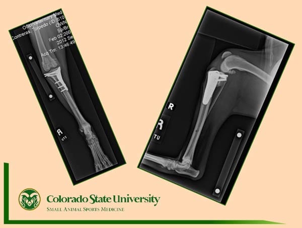 Colorado State University, Veterinary Teaching Hospital, orthopedic, dogs, tripawd, three-legged, disorder, FHO, TPLO, remaining leg surgery
