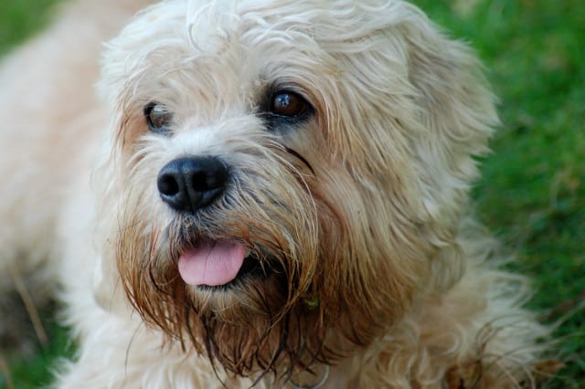 Dandy Dinmont Terrier Tripawd