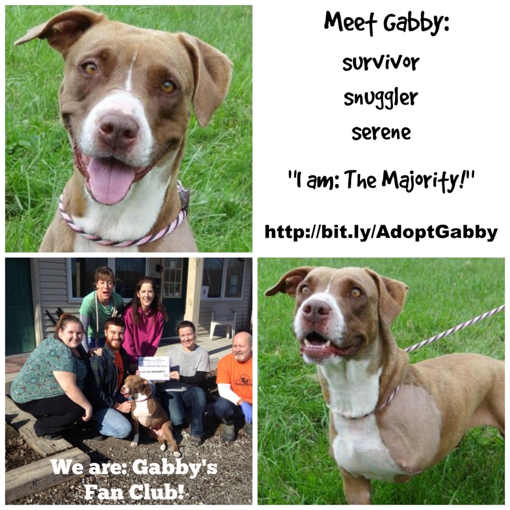 AdoptGabby