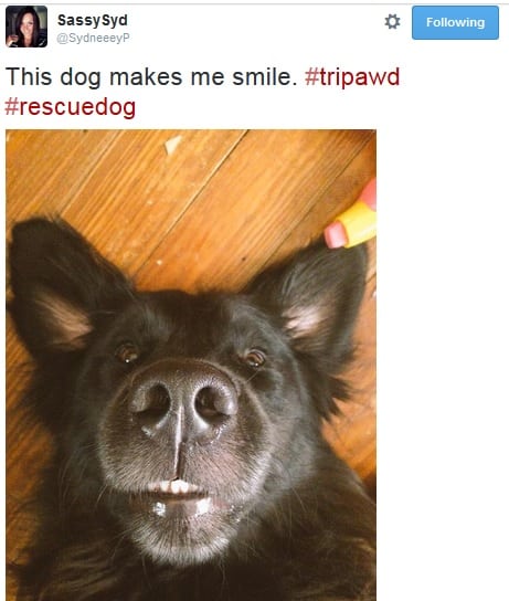 Tripawd Tuesday Tres