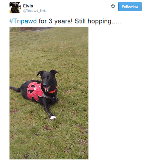 tripawd dog twitter
