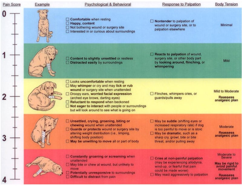 Dog Pain Score