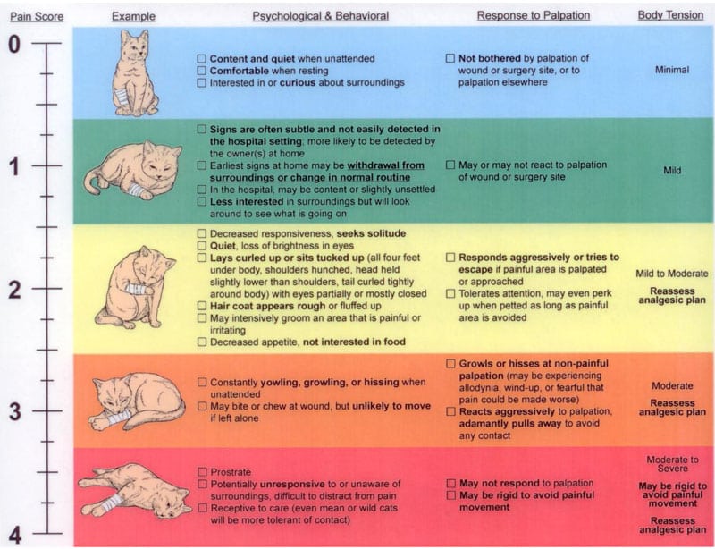 cat pain control