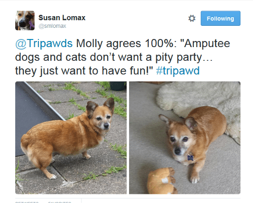 tripawd dog twitter