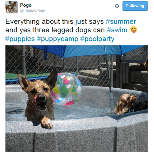 tripawd dog twitter