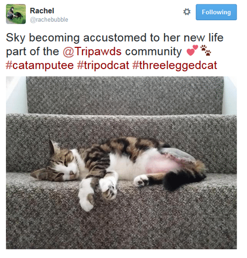 tripawd cat twitter