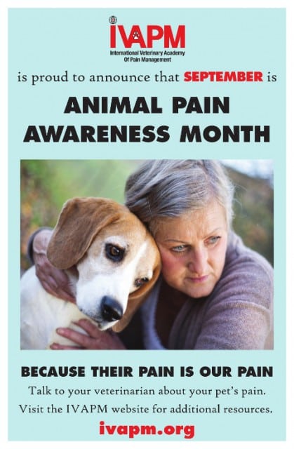 tripawd pain control