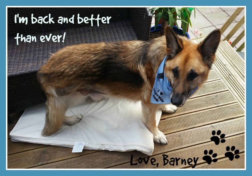 German Shepherd Tripawd Barney