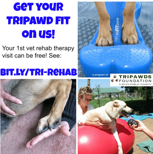 Tripawd Rehabilitation Therapy