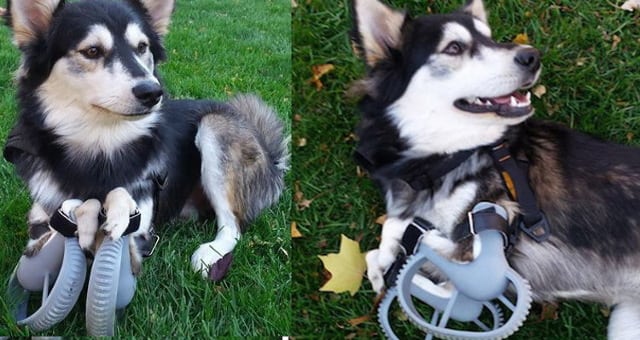 3-D prosthetic dog