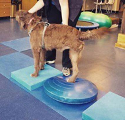 Tripod Dog Rehab at Integrative Pet Care
