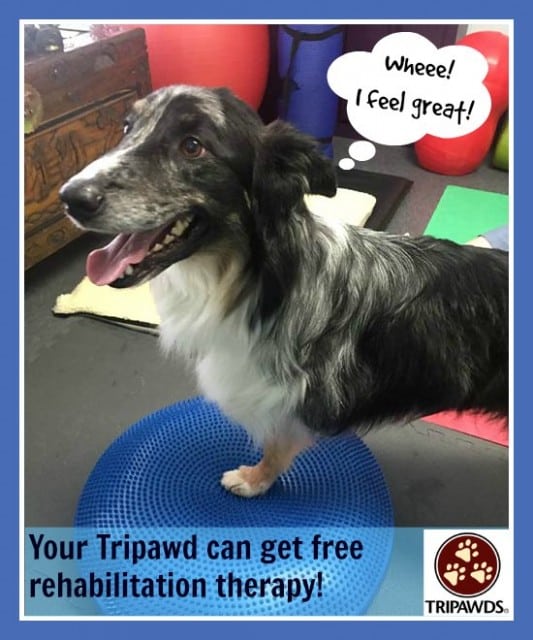 Tripawd dog rehabilitation therapy
