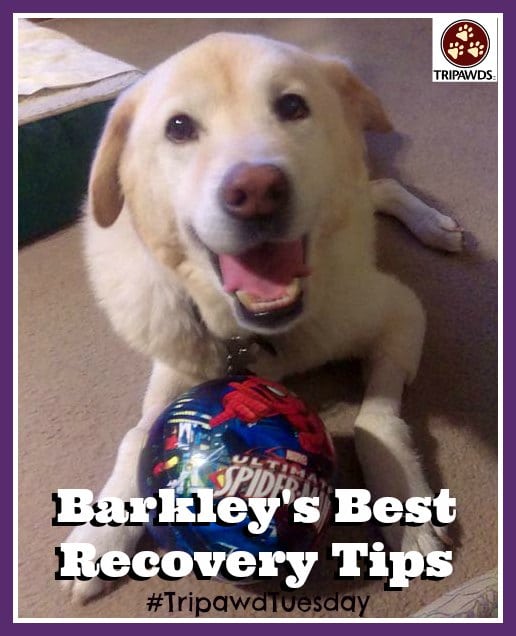 Tripawd recovery tips