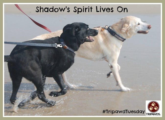 Tripawd Tuesday Shadow