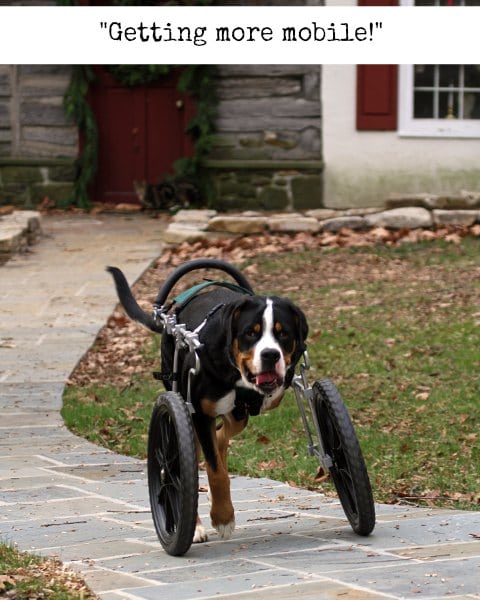 Tripawd dog wheelchair