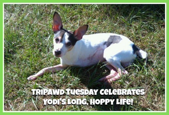 Tripawd Tuesday Yodi tribute