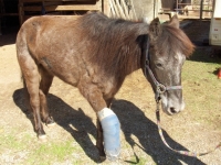 Molly the Three Legged Pony