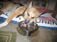 Lazy Jerry drinking water lying down