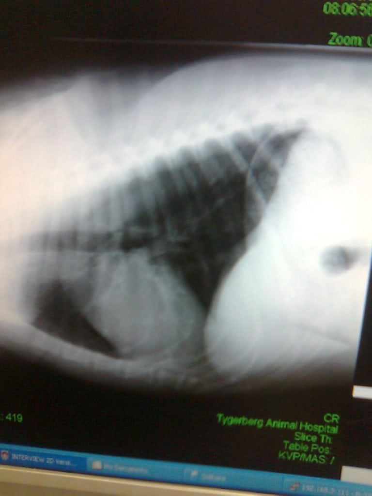 Lung metastasis in bone cancer dog Dee