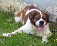 Saint Bernard Dog Sarah before amputation